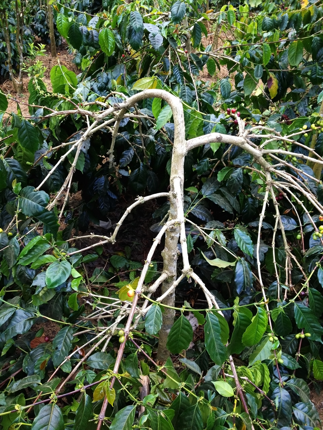 Coffee Pruning — Early Quality Development • Oil Slick Coffee